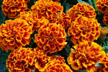 French Marigold Orange Perennial Flower - for planting in home garden