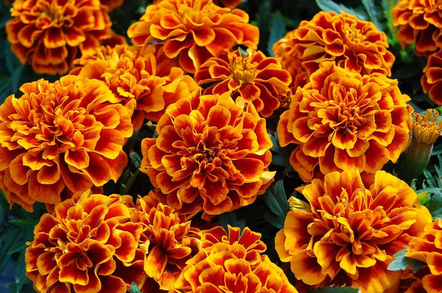 French Marigold Orange Perennial Flower - for planting in home garden