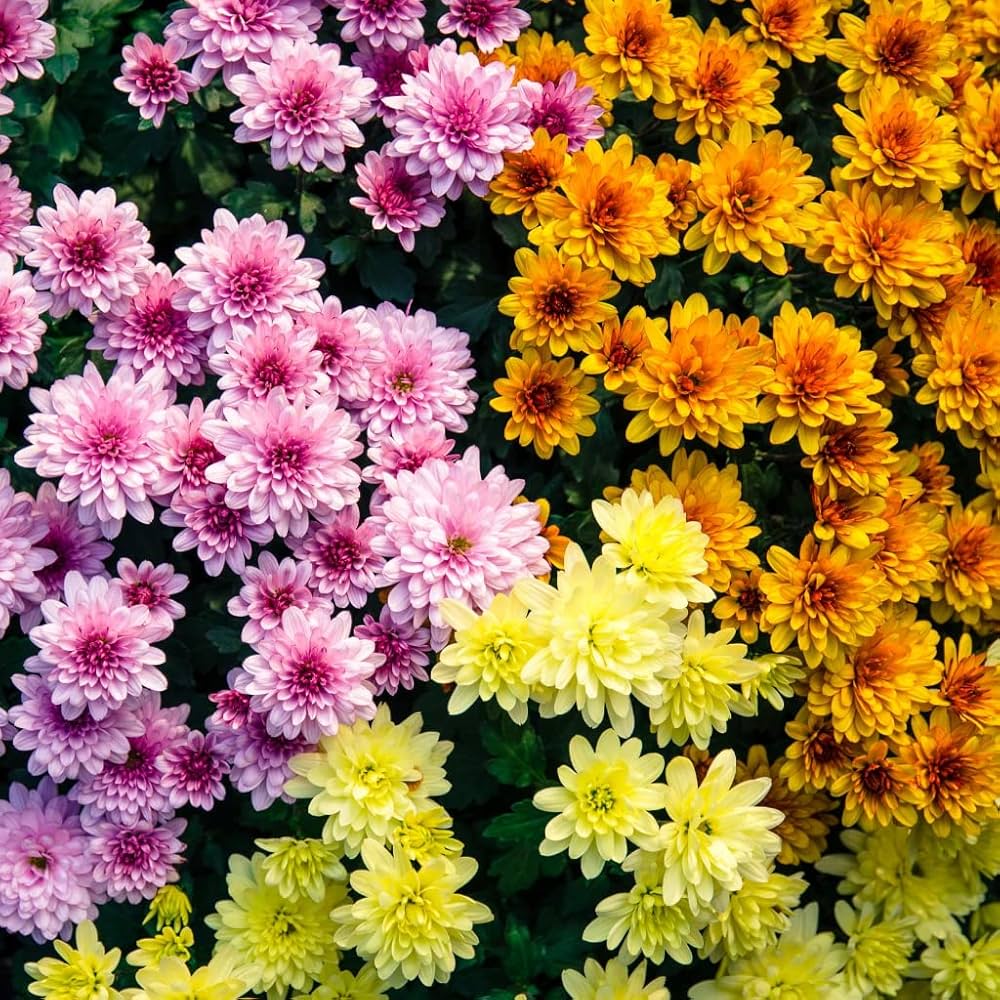 Chrysanthemum Purple Perennial Flower - for planting in home garden