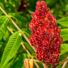 Sumac Rhus trilobata for planting in landscape