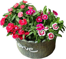 Carnation Dianthus Caryophyllus Seeds for seasonal color across the Cut Garden Borders