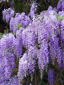 Plant Seeds (Wisteria sinensis) for colorful blooms in the Landscapes