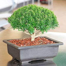 Lily Seeds for growers establishing the Indoor Perfume Lily Garden Planting, Colors Available