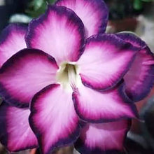 Desert Rose Adenium Obesum White Purple Seeds for colorful blooms in the Balcony Indoor Containers