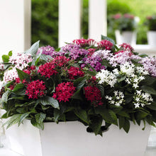 Pentas flower Seeds (Pentas lanceolata) for a lasting display in the sunny garden beds