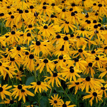 Black Eyed Susan American Native Wildflower Heirloom Seeds for a colorful addition to any planting