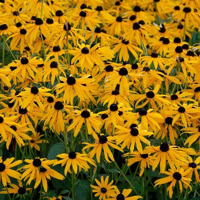 Black Eyed Susan Rudbeckia hirta flower seeds for planting in home garden or sunny garden borders - for planting in home garden