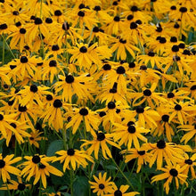 Black Eyed Susan Rudbeckia hirta flower seeds for planting in home garden or sunny garden borders - for planting in home garden