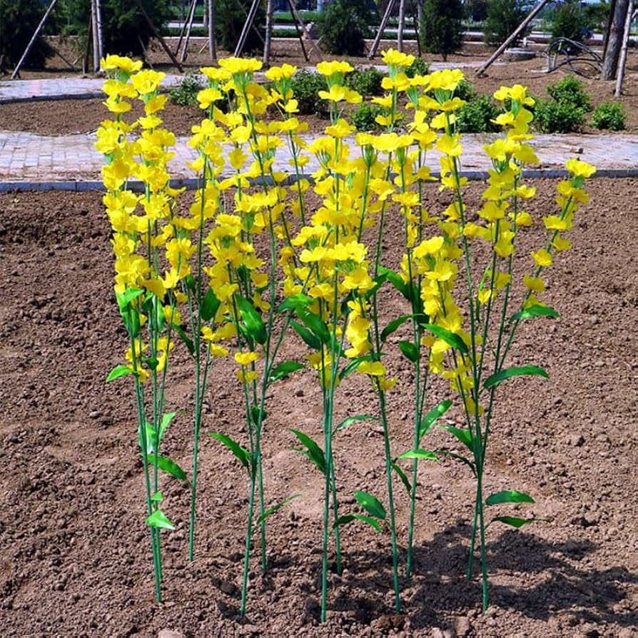 Rapeseed Flowers Brassica napus for planting in flower bed