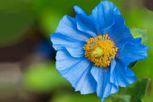 Himalayan Poppy Blue Color Seeds known for exotic Blooms