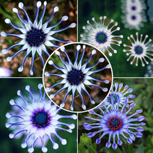 Blue Daisy Seeds for seasonal color across the flower bed home garden