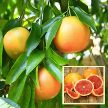 Grapefruit Seeds (Citrus paradisi) for growers wanting a homegrown harvest