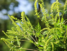 Jerusalem Oak ��������� Ambrosia artemisiifolia ��������� for planting in ornamental gardens