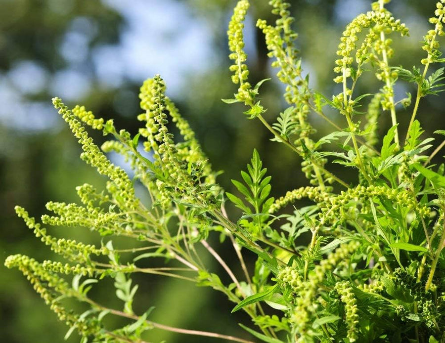 Jerusalem Oak ��������� Ambrosia artemisiifolia ��������� for planting in ornamental gardens