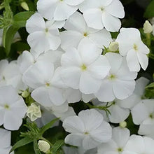 Garden Phlox Seeds (Phlox paniculata) for colorful blooms in the backyard flower beds