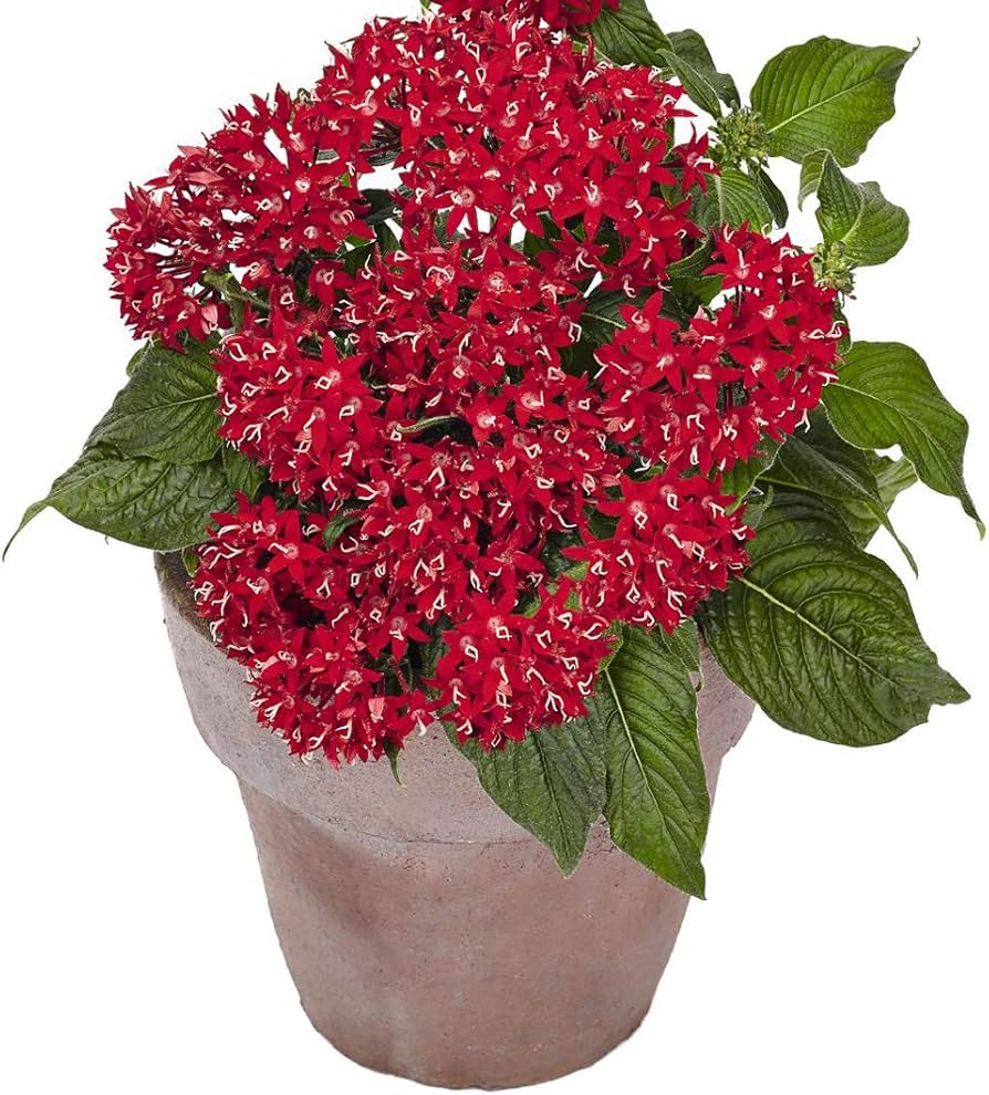 Pentas Graffiti Bright Red seeds â€“ star flower blooms for pollinator gardens