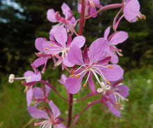 Epilobium Angustifolium Willowherb Seeds for colorful blooms in the Wildflower Perennial Garden