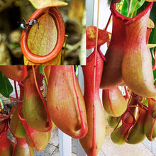 Nepenthes Plants for growers seeking a long-blooming display