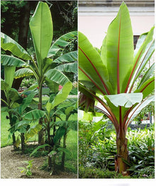 Rare Cathaya Argyrophylla Tree Seeds for long-term planting in the yard