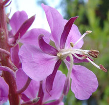 Rosebay Willowherb Epilobium angustifolium plant seeds