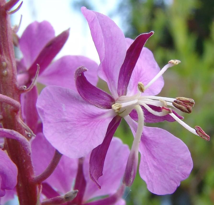 Rosebay Willowherb Epilobium angustifolium plant seeds