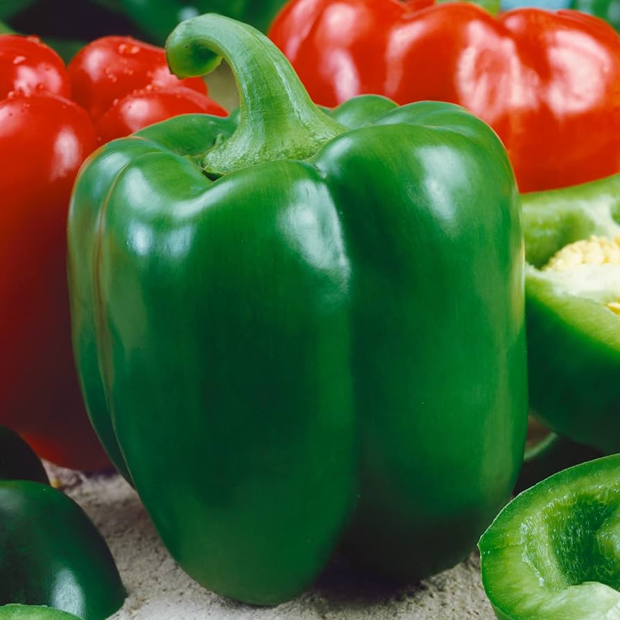 Certified organic Chinese giant red pepper seed for garden planting
