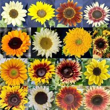 Common Sunflower Helianthus annuus flower seeds for planting in home garden beds