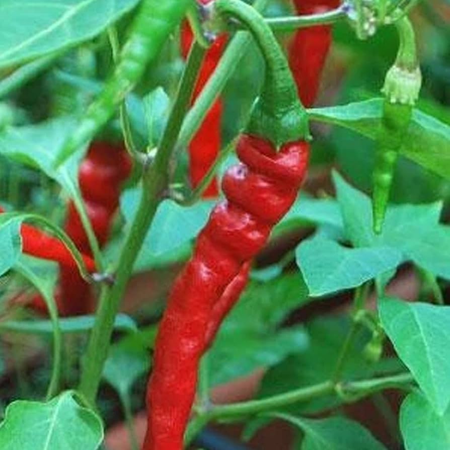 Chili Seeds