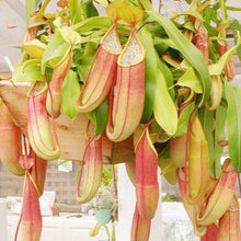 Nepenthes Seeds (Nepenthes spp.) for a lasting display in the Home Garden & Flower Bed