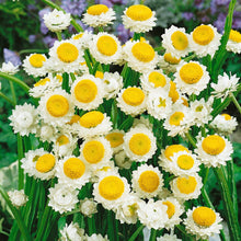 Winged Everlasting Plant - for planting in home garden