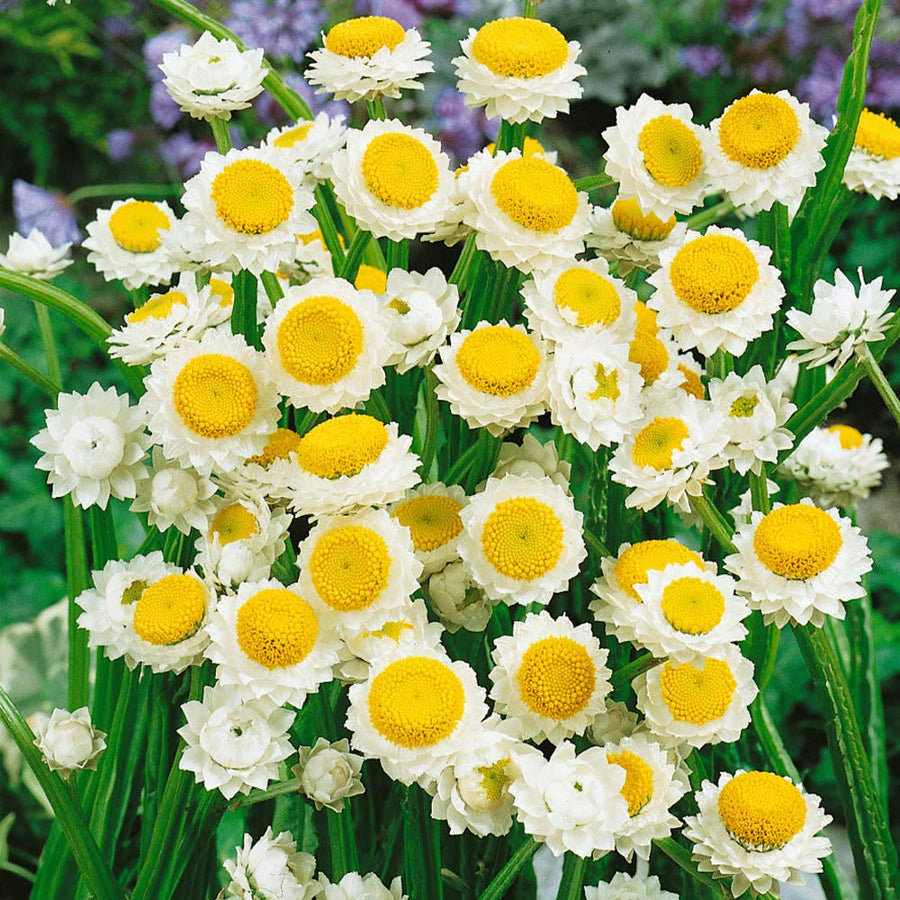 Winged Everlasting Plant - for planting in home garden