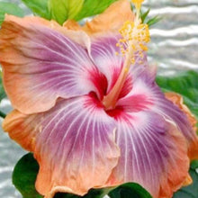Hibiscus Hibiscus Rosa-Sinensis Rare Orange White Seeds for growers planting the Tropical Home Garden