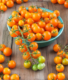 Sun Gold Tomato for planting