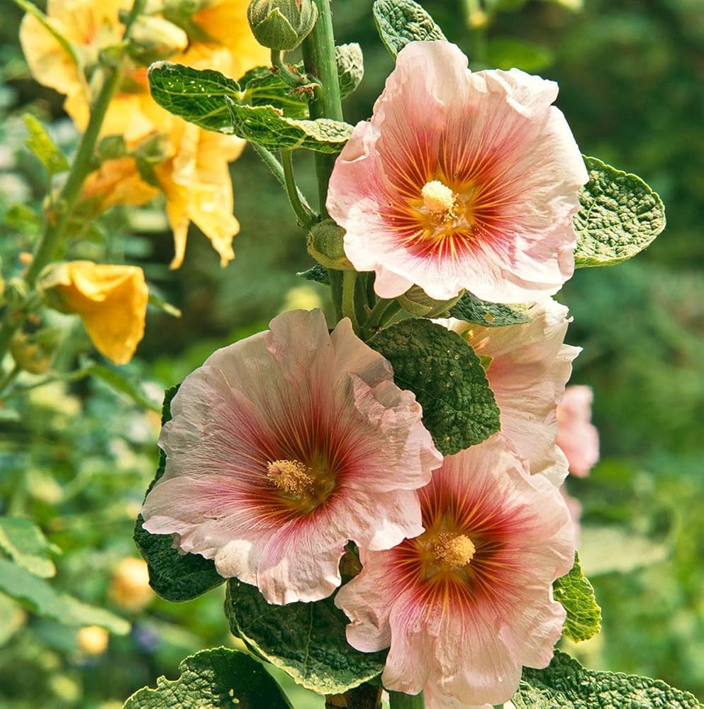 Hollyhock Mixed Flowers for planting