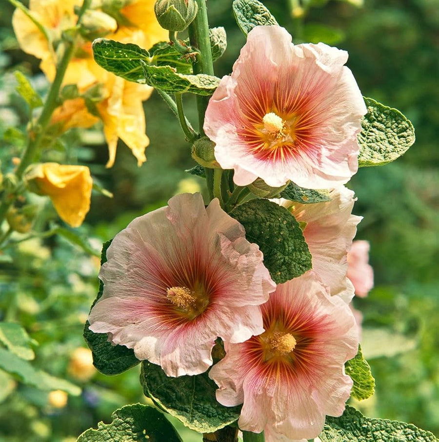 Hollyhock Mixed Flowers for planting