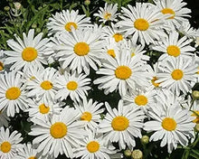 Daisy Bellis perennis flower seeds for planting in backyard flower beds or home borders - for planting in home garden