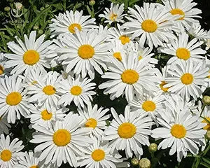 Daisy Bellis perennis flower seeds for planting in backyard flower beds or home borders - for planting in home garden