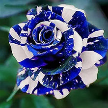 Rose Rosa hybrida Blue Dragon flower seeds for planting in vertical garden or home flower beds - for planting in home garden
