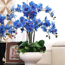 Hydroponic Phalaenopsis Orchid Plant Seeds for reliable seasonal color