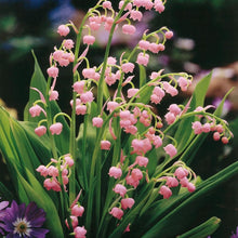 Rare Pink Lily of the Valley Seeds (Convallaria majalis) for gardeners building out beds and borders
