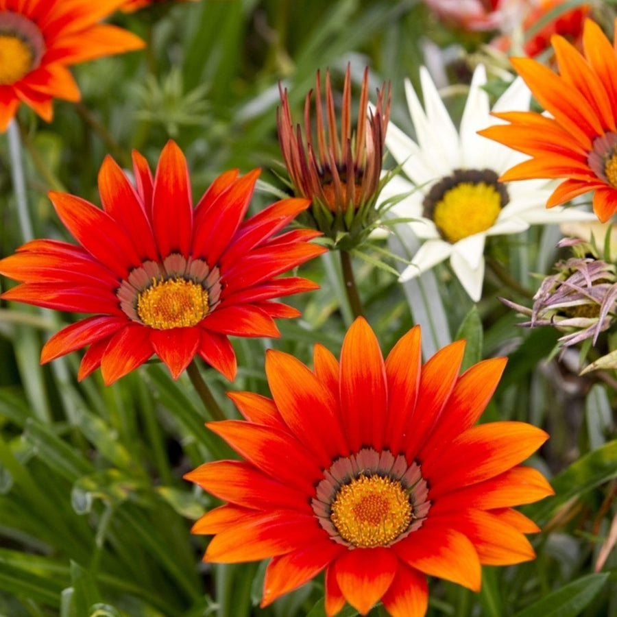 Gazania Rigens Gazania rigens flower seeds for backyard gardening and sunny borders - for planting in home garden