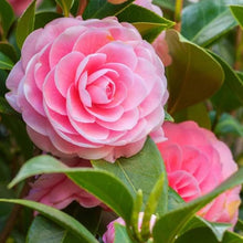 Japanese Camellia Seeds (Camellia japonica) known for flower Bonsai Craft