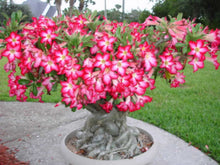 Desert Rose Adenium Obesum Velvet Petal Seeds for a colorful addition to any planting