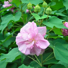 Hibiscus Mutabilis Confederate Rose Doppel Seeds grown for unique Double-Flowered Plants