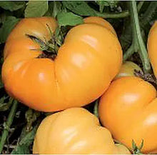 Dr. Wyche’s Yellow Tomato Seeds (Solanum lycopersicum) for productive rows in the sunny backyard gardens