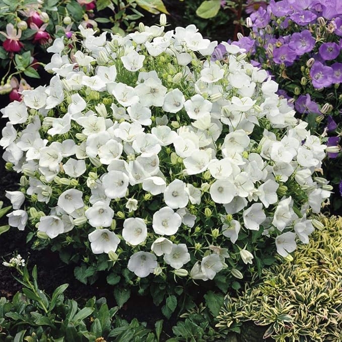 White Bellflower Campanula Carpatica Perennial - for planting in home garden