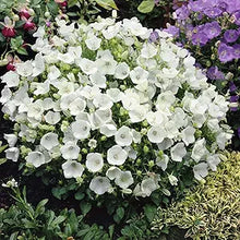 Campanula Campanula spp for planting in flower bed