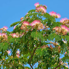 Albizia Seeds valued for elegant, Tropical Flowers