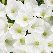 Bonsai Petunia Seeds (Petunia spp.) for long-term planting in the Flower Garden