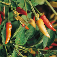 Pepper Capsicum Frutescens Red Tabasco Seeds for productive rows in the Spicy Kitchen Pots